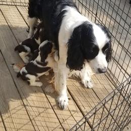 Sage - English Springer Spaniel