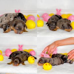 Cockapoo and Goldendoodle Puppies from My Forever Best Friend