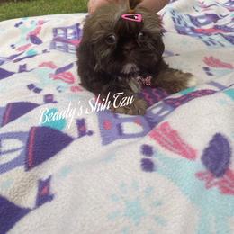 Latte- See video - Liver female Shih Tzu puppy in Manteca, California from Beauty's Shih Tzu (California)