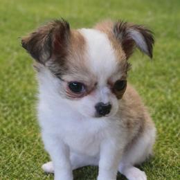 Chihuahua Puppies from Hart's Chihuahuas