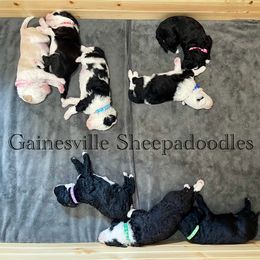 Sheepadoodle Puppies from Gainesville Sheepadoodles