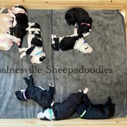 Sheepadoodle Puppies from Gainesville Sheepadoodles