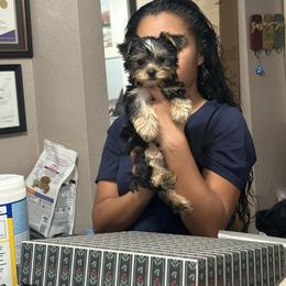 Boy 2 - Black and gold male Yorkshire Terrier puppy in Chino Hills, California from Chino Hills Yorkies