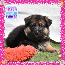 DOTS - Black and tan female German Shepherd puppy in Murrieta, California from Diamond Oaks German Shepherds
