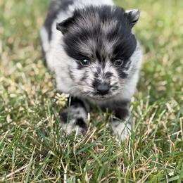 Bandit - Merle male Pomsky puppy in Kingston, Michigan from Browns Pomskys