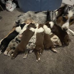 Australian Shepherds from Raven Creek Farms