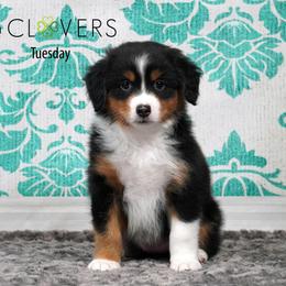 Tuesday - Black tri female Miniature American Shepherd puppy in Carlisle, Pennsylvania from 4 Clovers Kennel