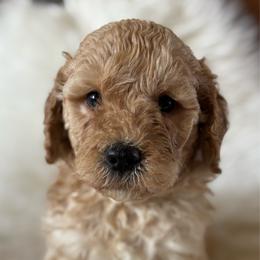 M36 - Cream male Goldendoodle puppy in West Point, Iowa from Jim Anderson