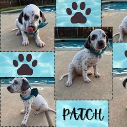 Patch - White and liver brown male Dalmatian puppy in Waxahachie, Texas from Tiff’s Dalmatian Plantation