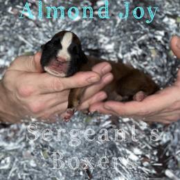 Almond Joy - Fawn male Boxer puppy in Madisonville, Texas from Sergeant's Boxers