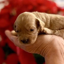 Orange boy - male Goldendoodle puppy in Covington, Louisiana from MyKy Puppies