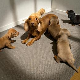 Holly - Dachshund