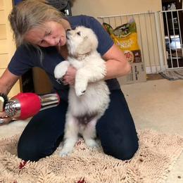 Golden Retriever Puppies from West Coast Cream Goldens