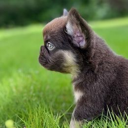 French Bulldogs and Yorkshire Terriers from Twinkle Paws Frenchies and Yorkies