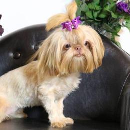 Adele - Shih Tzu