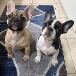 French Bulldog Puppies from Frenchie Paws