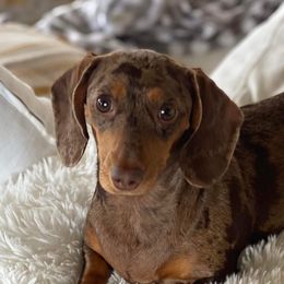Pearly - Dachshund