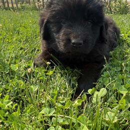 Lilac - Black male Newfoundland puppy in Great Falls, Montana from True North Newfoundlands