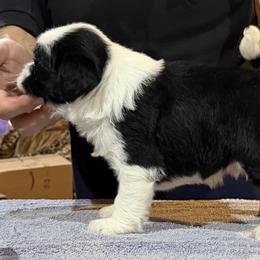 Affenpinscher, Barbet, and Tibetan Terrier Puppies from Gemms Affenpinschers, Barbets and Tibetan Terriers