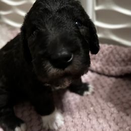 Bedlington Terrier Puppies from Dreamcatcher's Bedlingtons