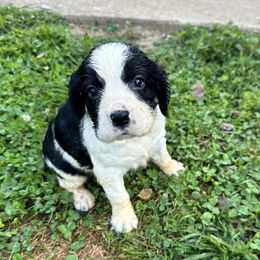 English Springer Spaniels from Sarah’s Springers