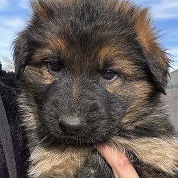 Black - Sable German Shepherd puppy in Rio Rancho, New Mexico from Canis Empire GSD