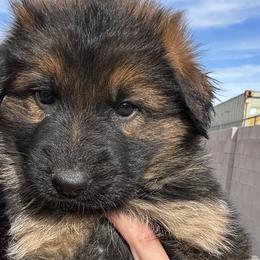 Black - Sable German Shepherd puppy in Rio Rancho, New Mexico from Canis Empire GSD