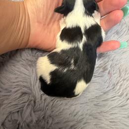 Reese - White male Morkie puppy in Winston Salem, North Carolina from Patty’s Paws