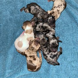 Dachshund Puppies from Parker House Dachshunds