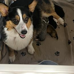 Losi - Pembroke Welsh Corgi