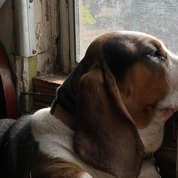 Basset Hounds from Low and Slow Bassets of Arizona