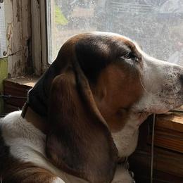 Basset Hounds from Low and Slow Bassets of Arizona