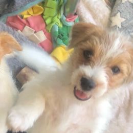 Russell Terrier puppies from Awesome Pups