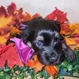 PARIS - Phantom female Maltipoo puppy in Palmdale, California from J Designer Puppies