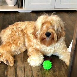 Sevy - Australian Labradoodle