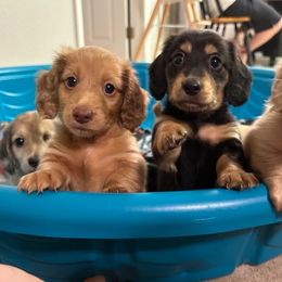 Dachshund Puppies from Hetu's Dachshunds