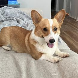 Jennay - Red female Pembroke Welsh Corgi puppy in Waco, Texas from The Comma Corgis