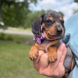 Camilla - Dapple female Dachshund puppy in Georgetown, South Carolina from Muddy Bay Kennels