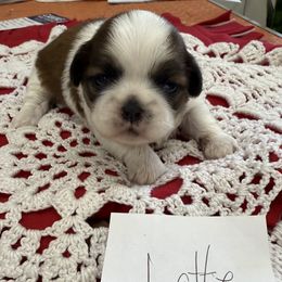 Latte - Liver and white male Shih Tzu puppy in Marshfield, Missouri from Hillside Loop Kennel LLC