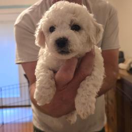 Comet - White and cream male Bichon Frise puppy in Slidell, Louisiana from Abbott Animals