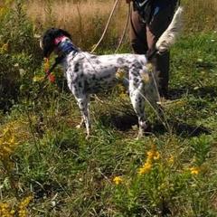 HOPE - English Setter
