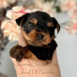 Arnulf - Blue and gold male Yorkshire Terrier puppy in Placerville, California from Diamond Springs Boutique