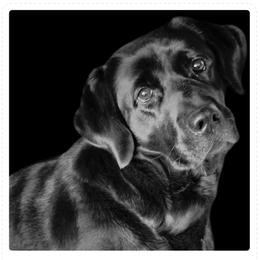 Stormi - Labrador Retriever