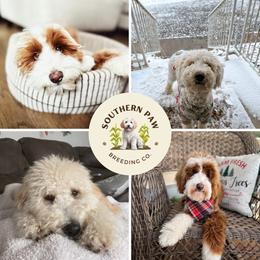 Goldendoodle puppies from Southern Paw Breeding Co