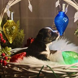 Ivy - Black tri female Miniature Australian Shepherd puppy in Wauchula, Florida from Sun & Moon Aussies