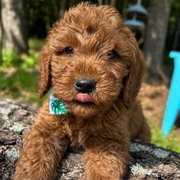 Anchor - Red  male Goldendoodle puppy in Camden, North Carolina from Oopsie Doodles of NC