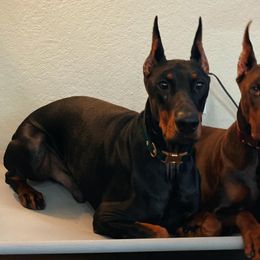 Doberman Pinschers from Ikaika ‘Ohana Dobermans