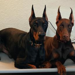 Doberman Pinschers from Ikaika ‘Ohana Dobermans