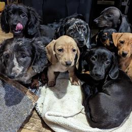Dachshund Puppies from Valhallah Farms