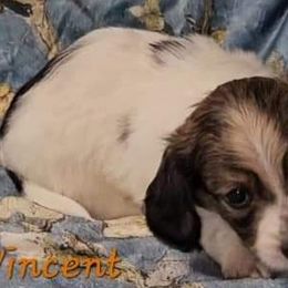 Vincent- boy 3 - Cream Dachshund puppy in Conroe, Texas from Brenlyn Kennels